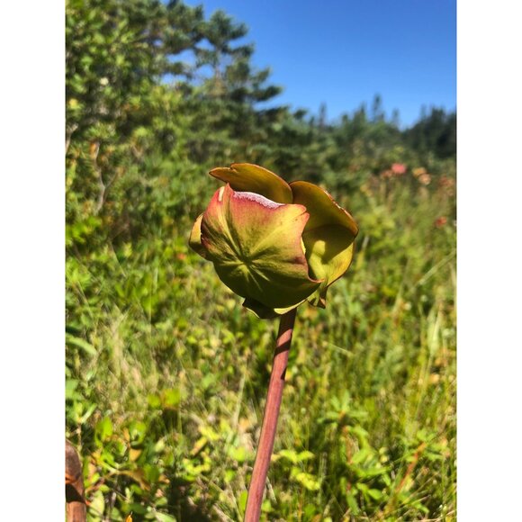 50 Purple pitcher plant seeds, Carnivorous Plant, Sarracenia purpurea - Picture 2 of 6